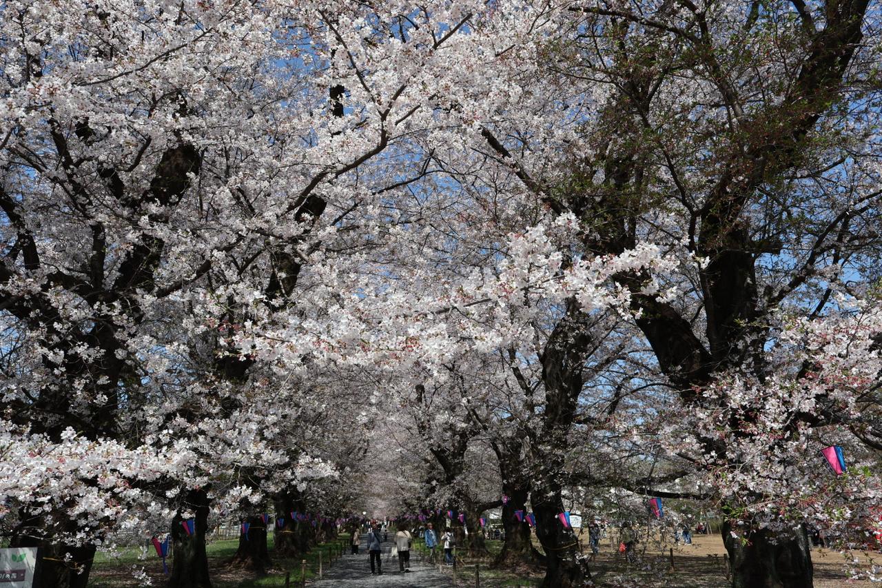 桜は見頃過ぎました...