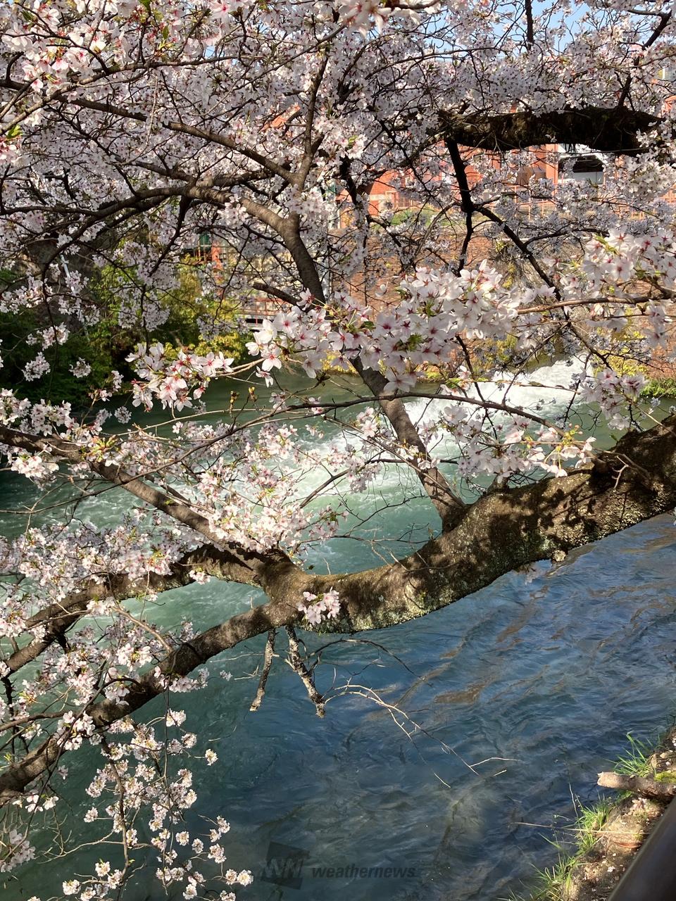 桜の額縁🖼️ 注目の空の写真 ウェザーニュース