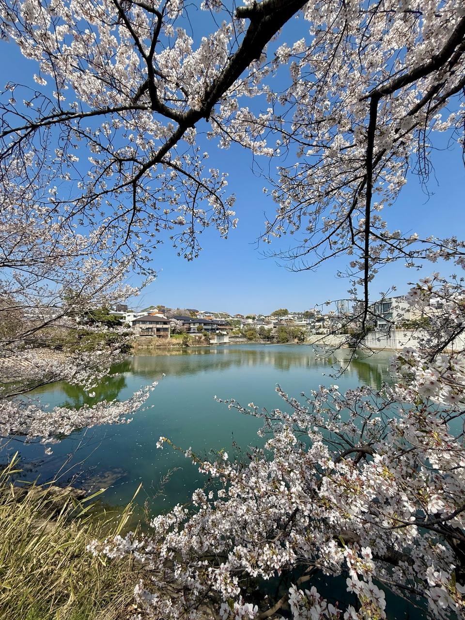桜の額縁🖼️ 注目の空の写真 ウェザーニュース