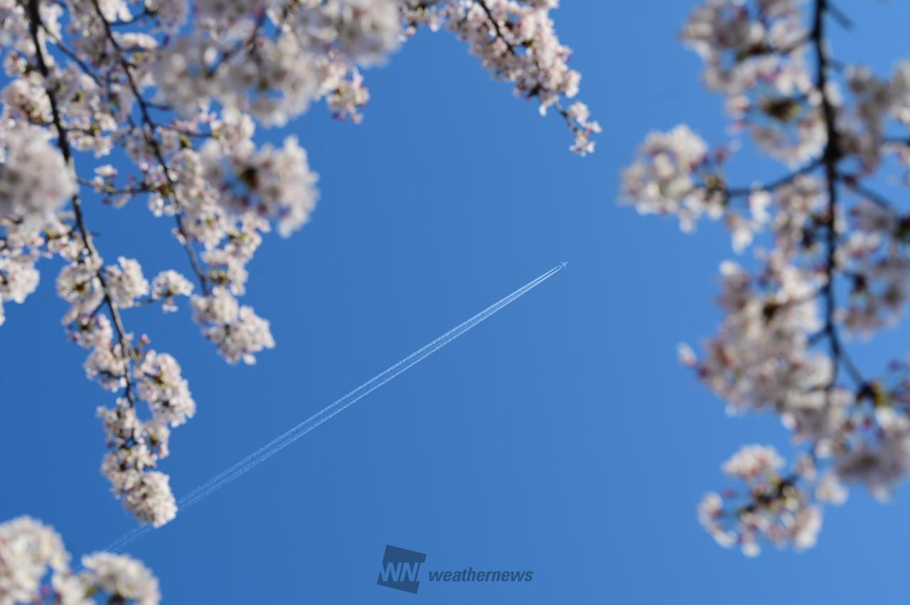 桜の額縁🖼️ 注目の空の写真 ウェザーニュース