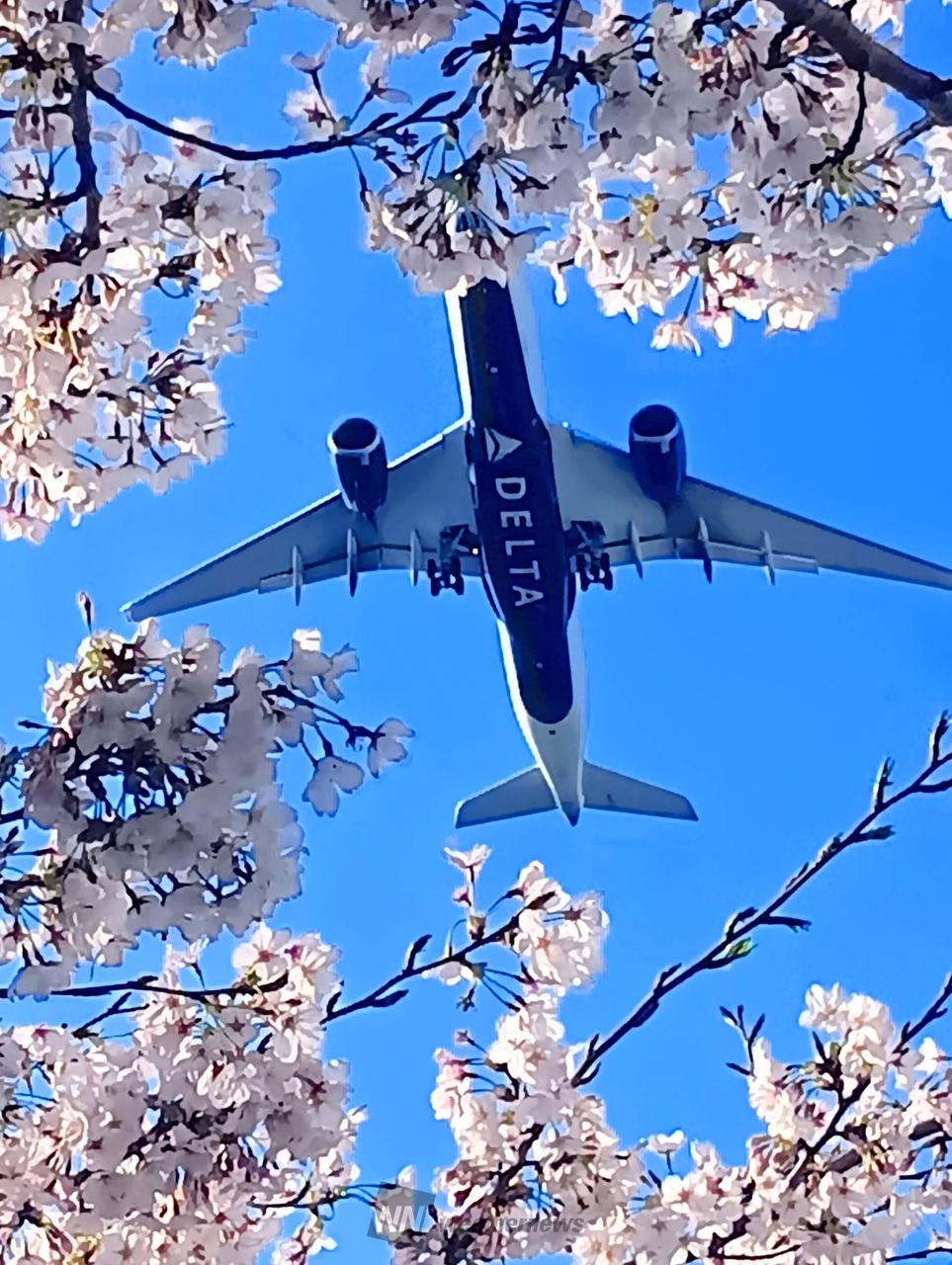 桜の額縁🖼️ 注目の空の写真 ウェザーニュース