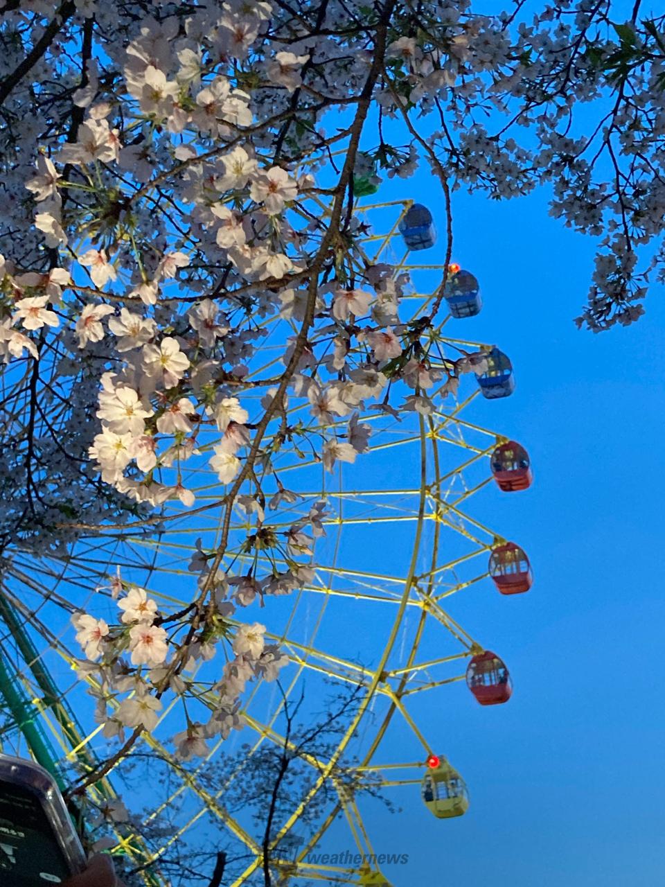 華蔵寺公園の観覧車...