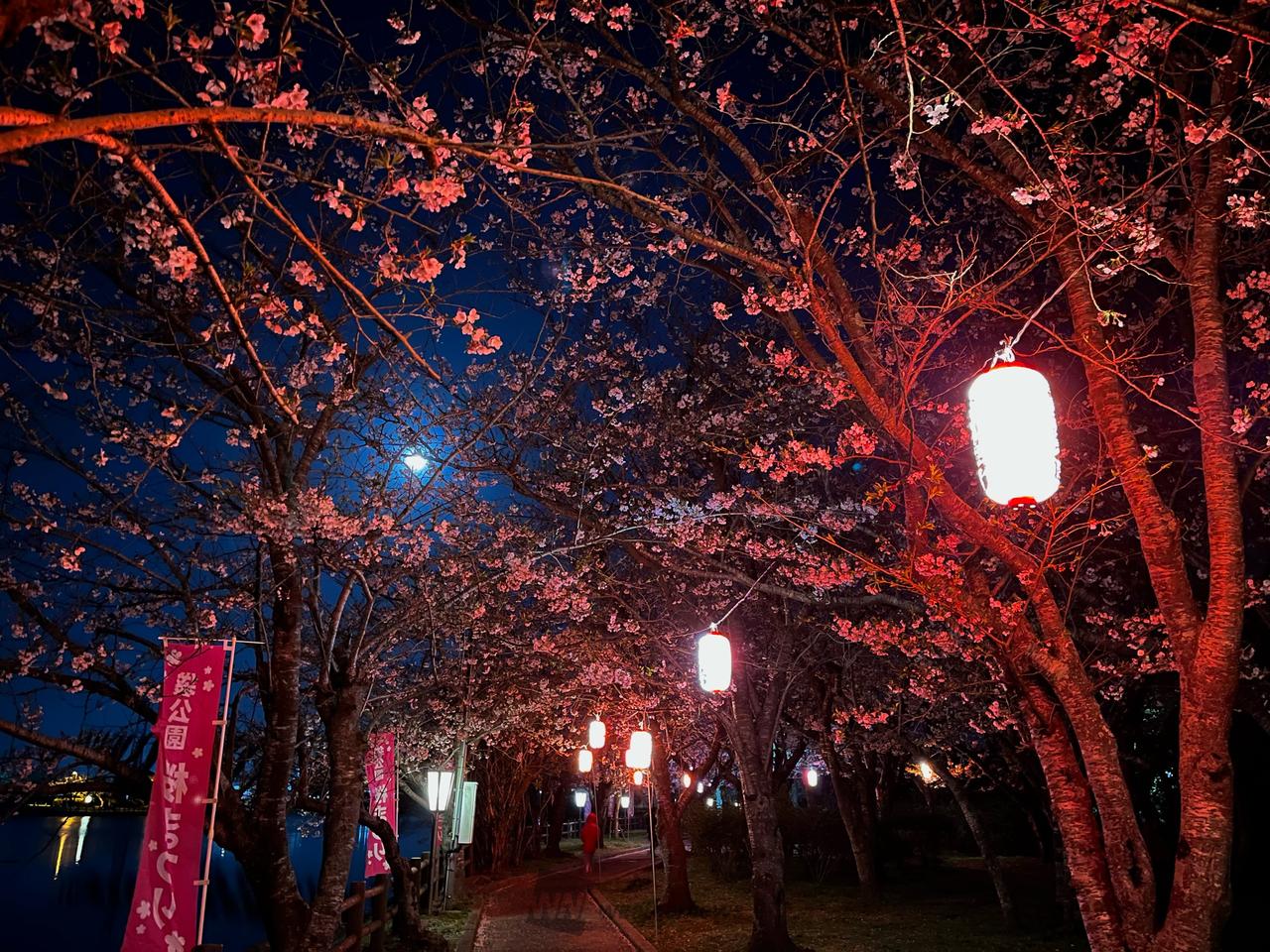 旭市、袋公園🌸桜...