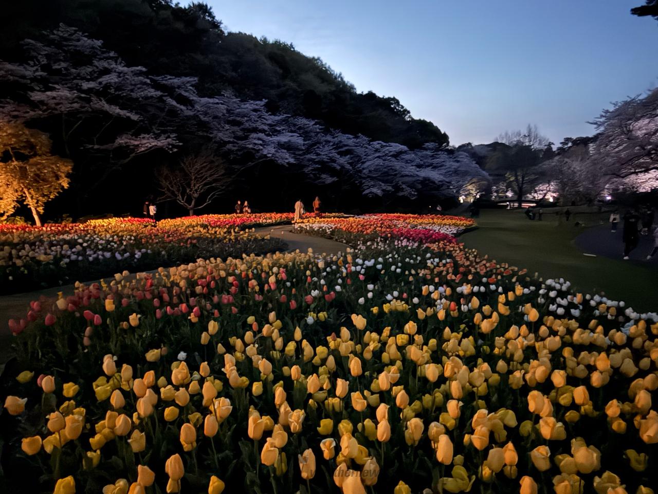 夜桜ライトアップ...