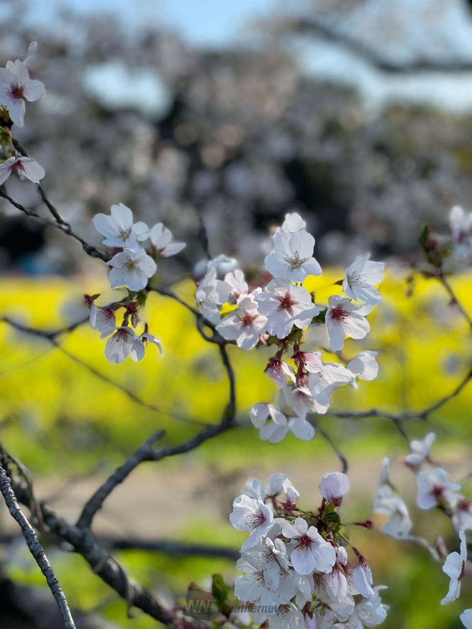 お花見リポート