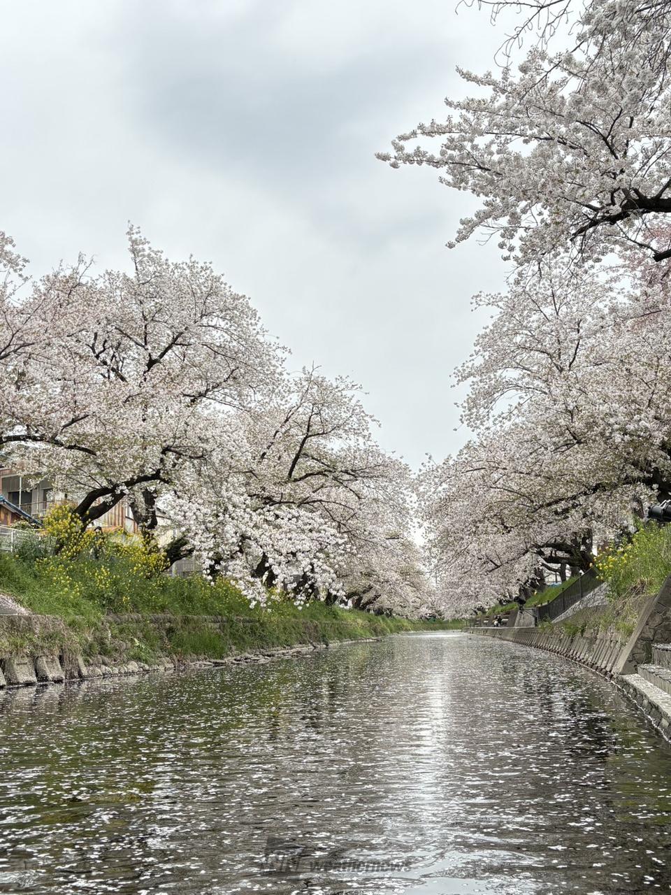 花筏がきれいです。