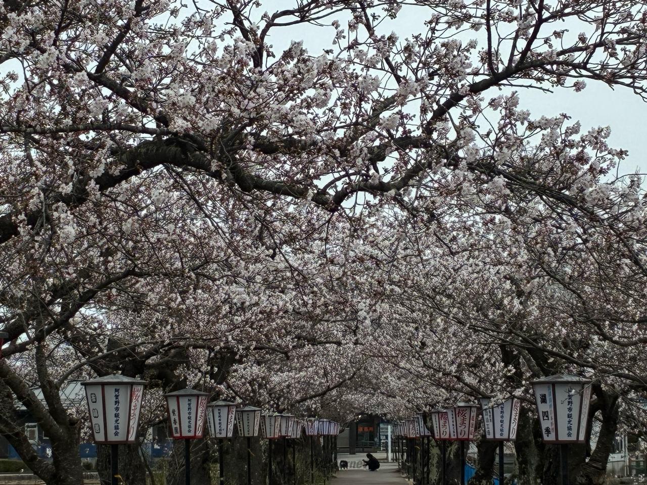 満開間近ですね