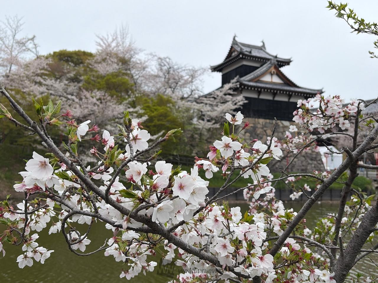 満開の桜🌸も散り...