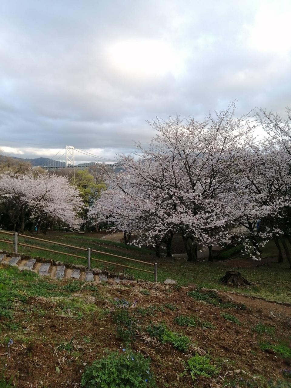 満開です。これまで...