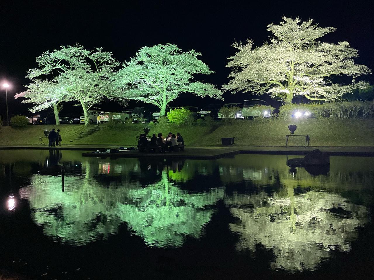 吉四六ランドの夜桜...