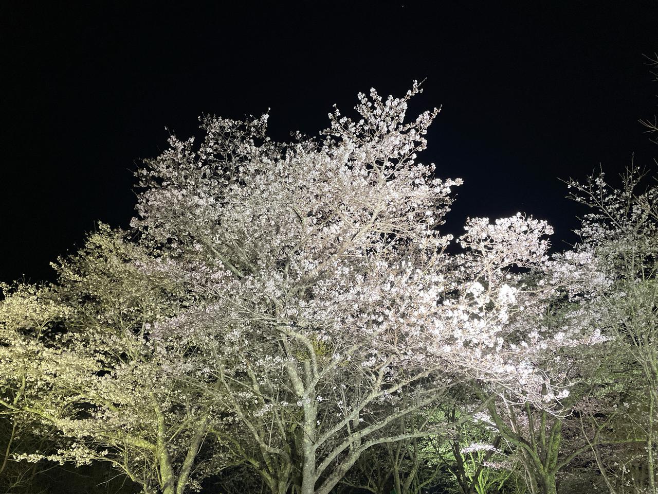 吉四六ランドの桜は...