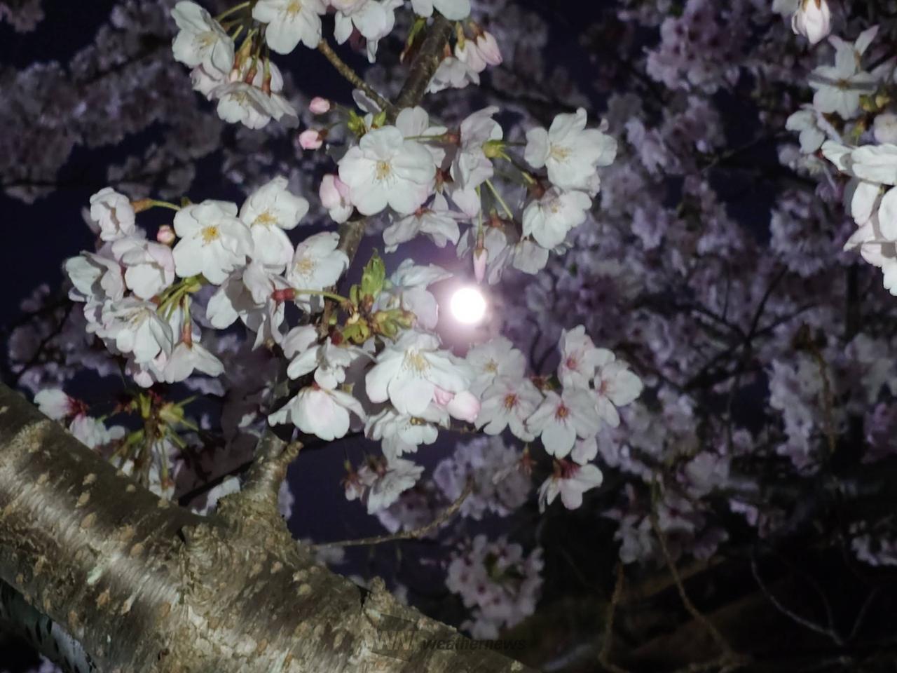 昨日の夜のお花見で...