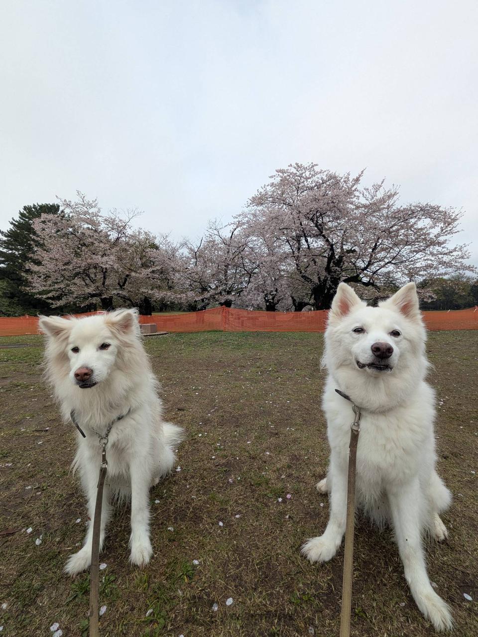 #朝イチリポート...