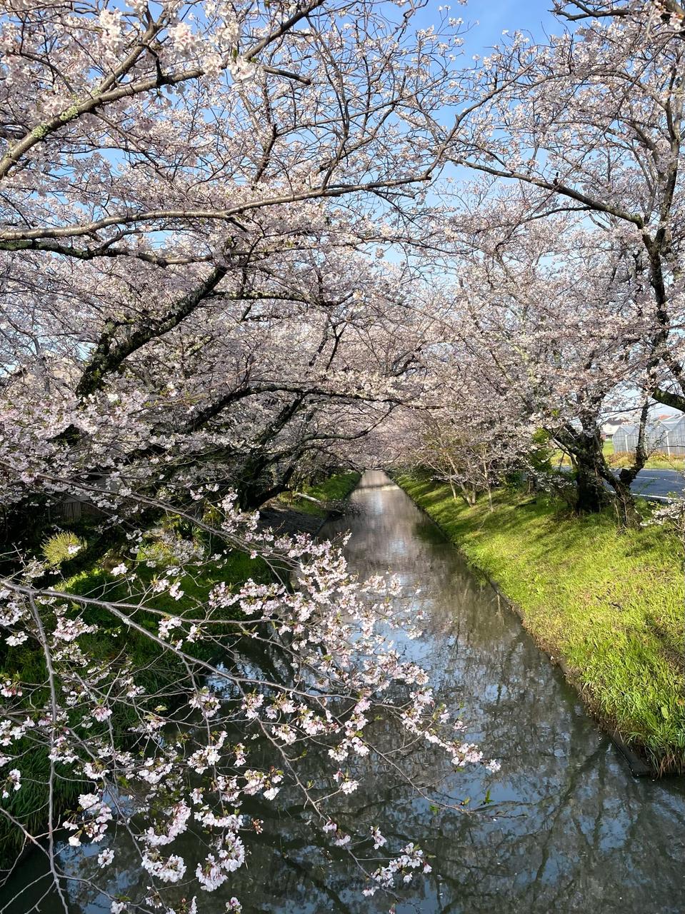 木屋川の桜、満開で...