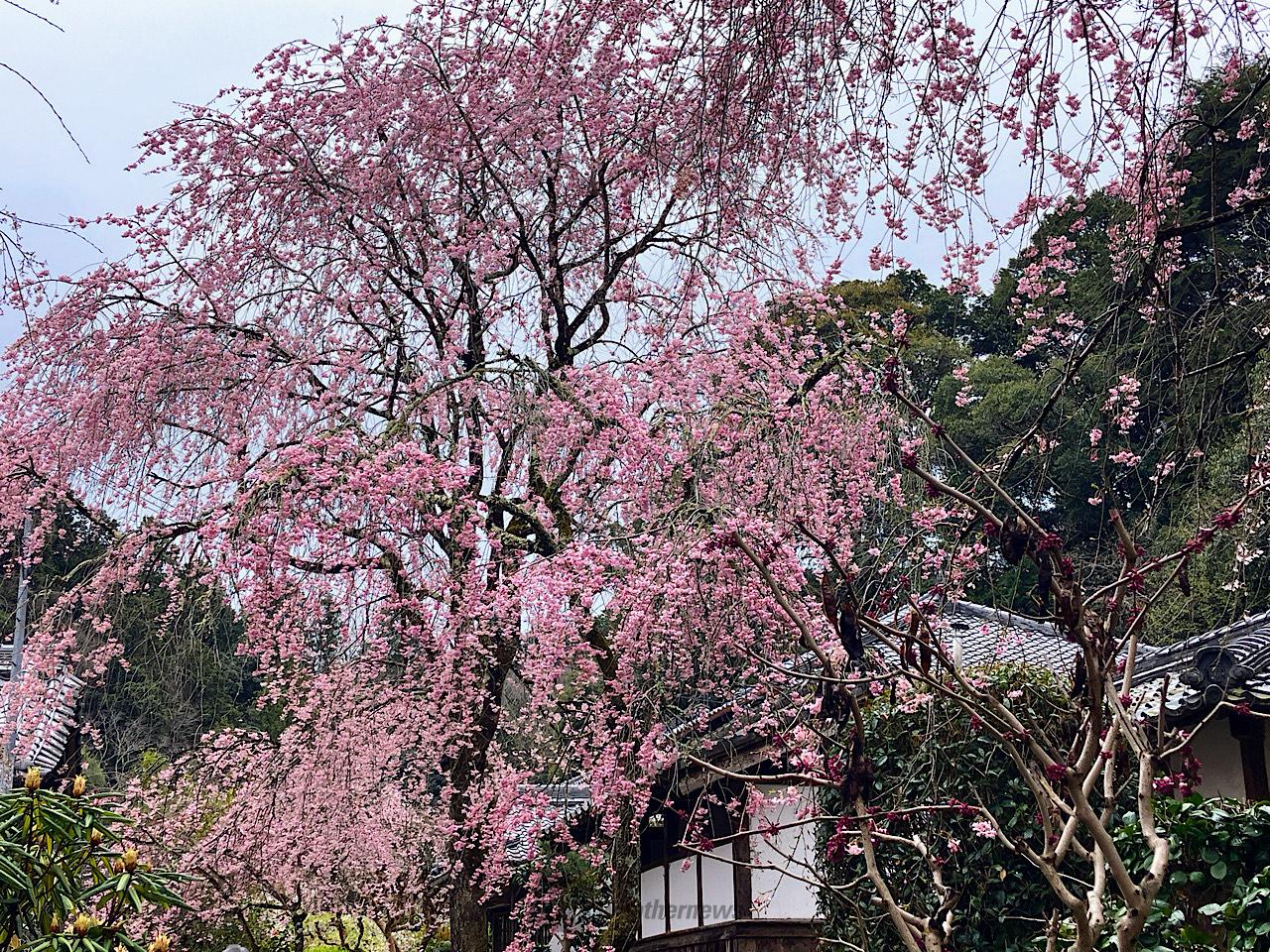 早咲きの枝垂れは散...