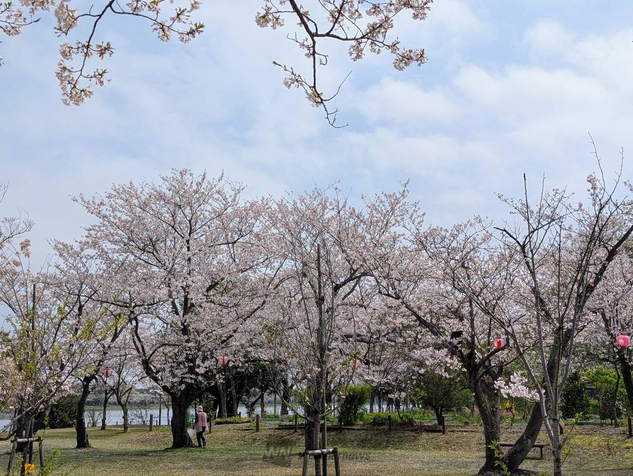 桜まつり開催中の神...