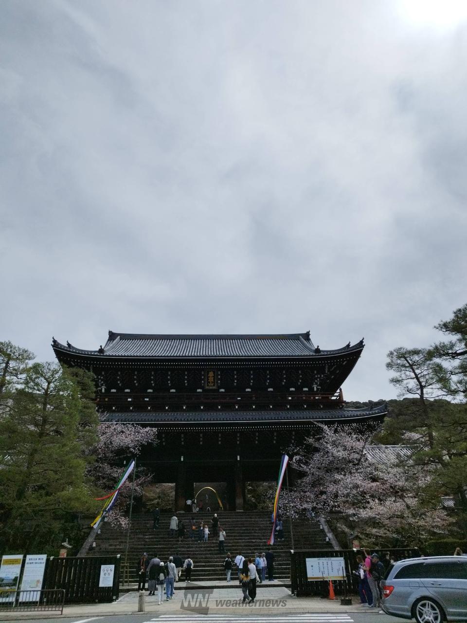 散り始めています。