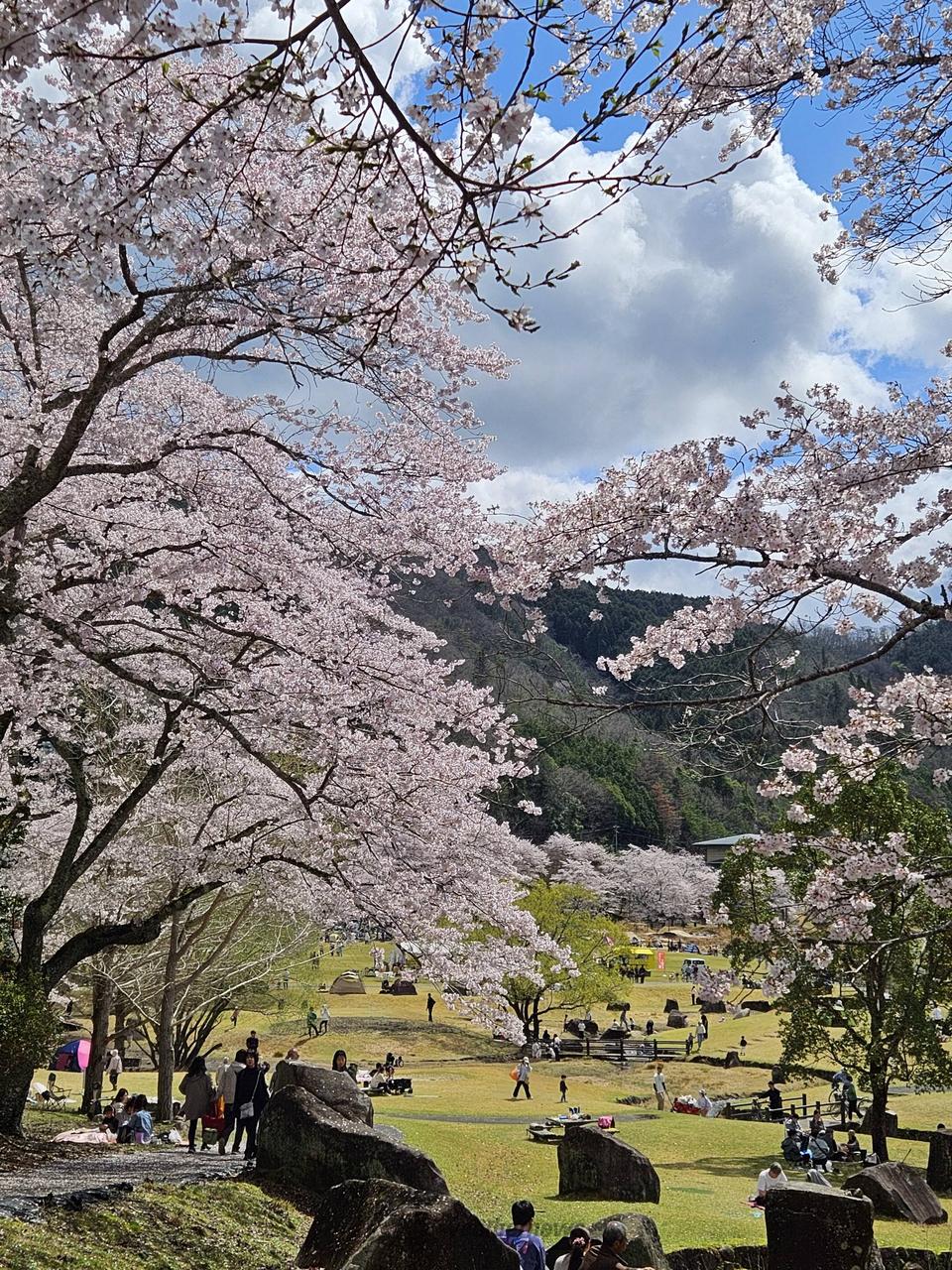 お花見を熱望してい...