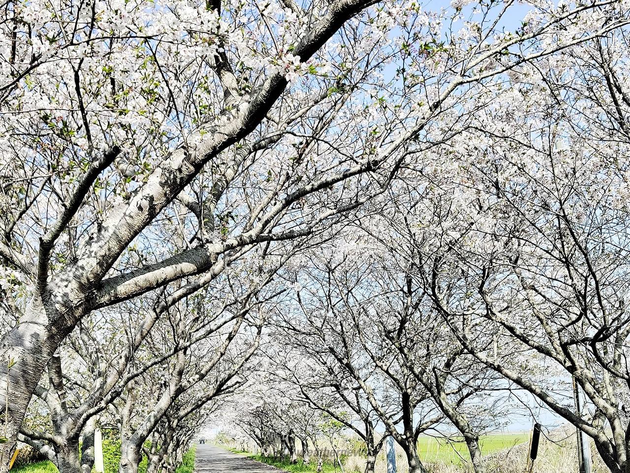 佐賀空港近く川副サ...