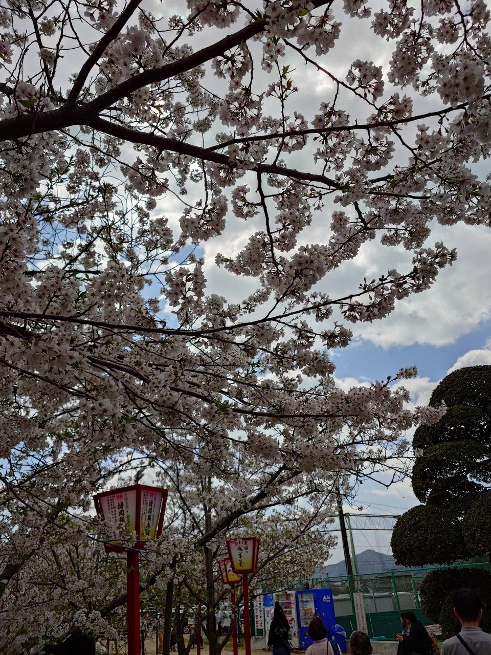 散り始めてるけど満...