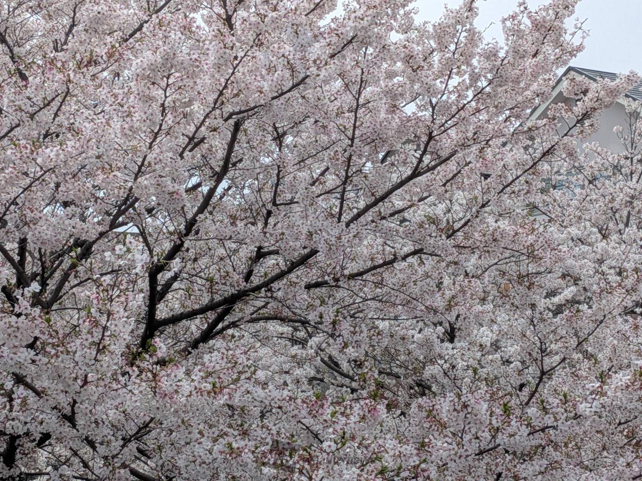 お花見リポート