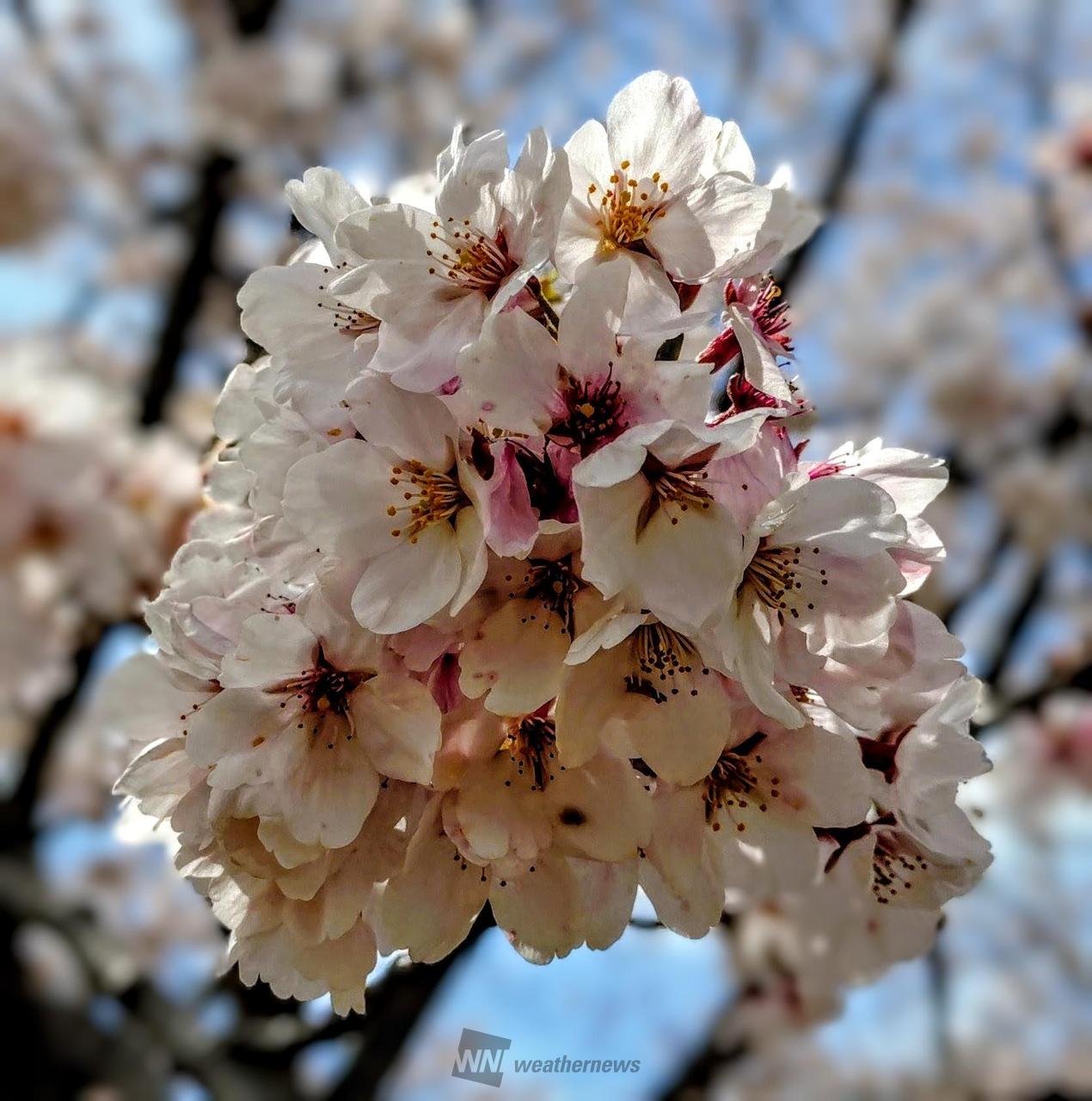 お花見リポート