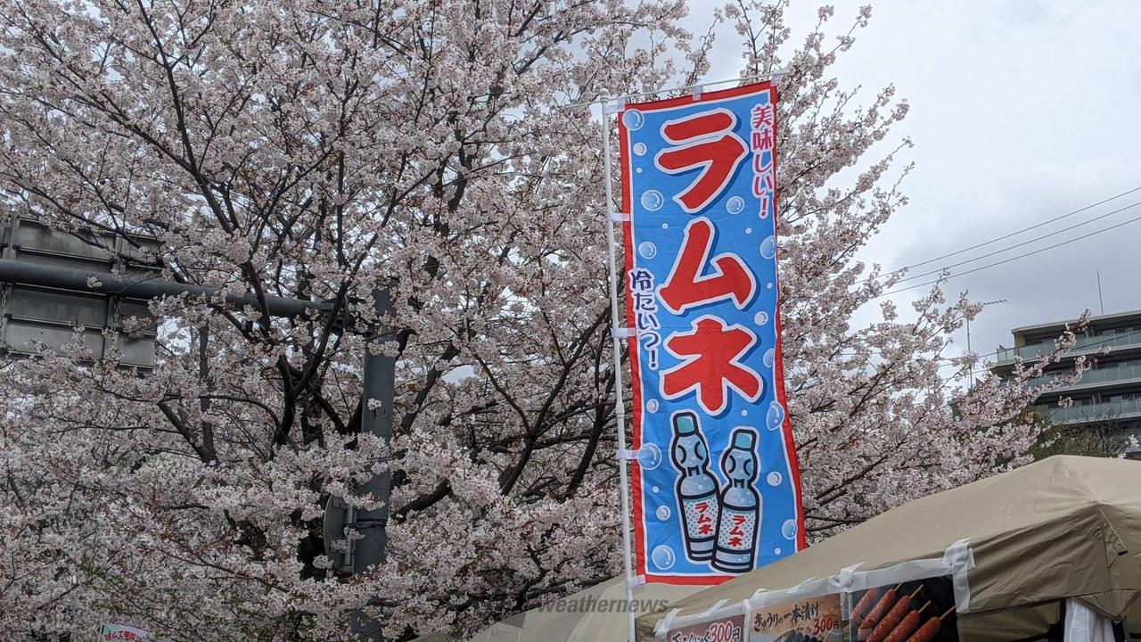 お花見リポート
