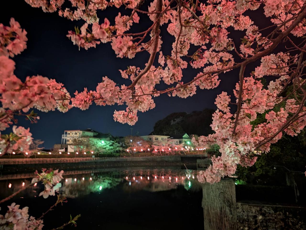 🌸広く週末お花見チャンス 注目の空の写真 ウェザーニュース