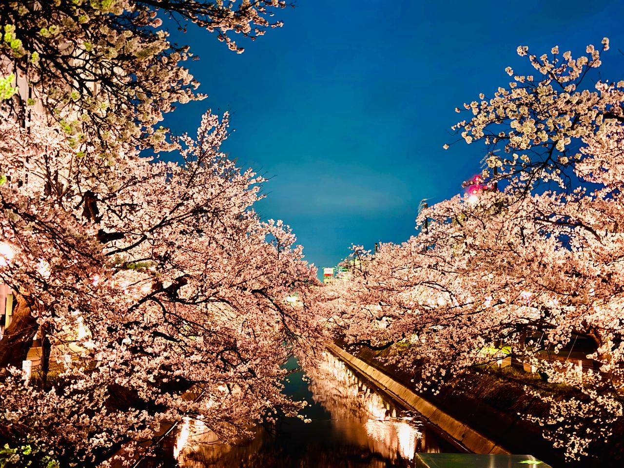 🌸広く週末お花見チャンス 注目の空の写真 ウェザーニュース