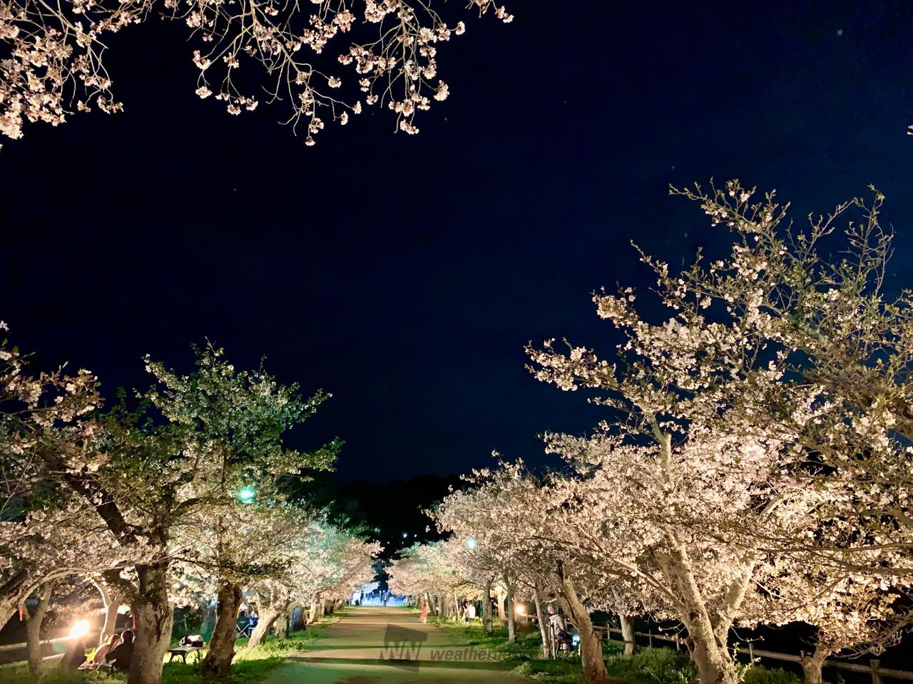 満開の夜桜が綺麗で...