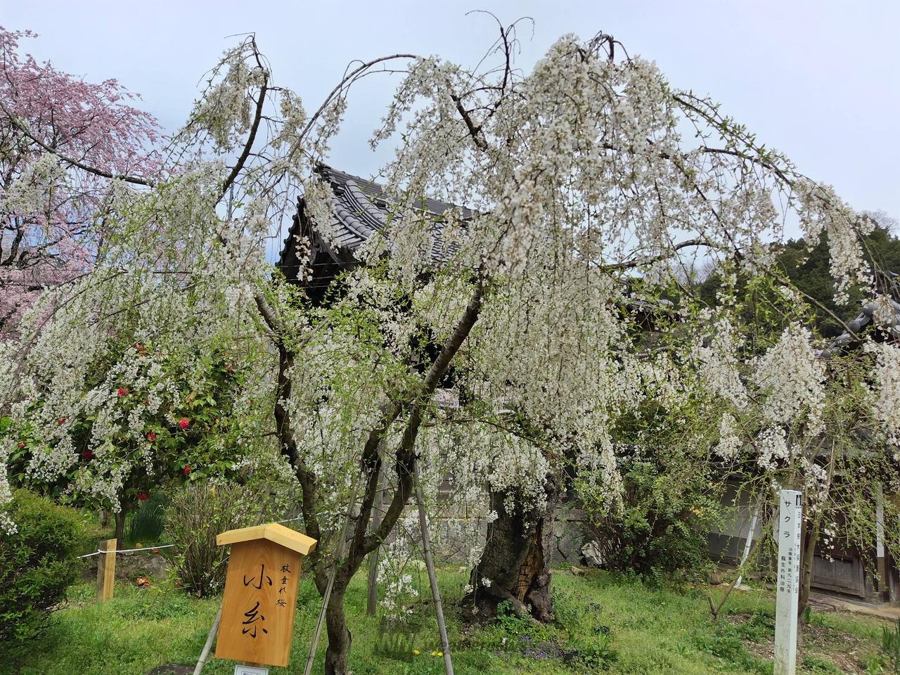 枝垂れ桜