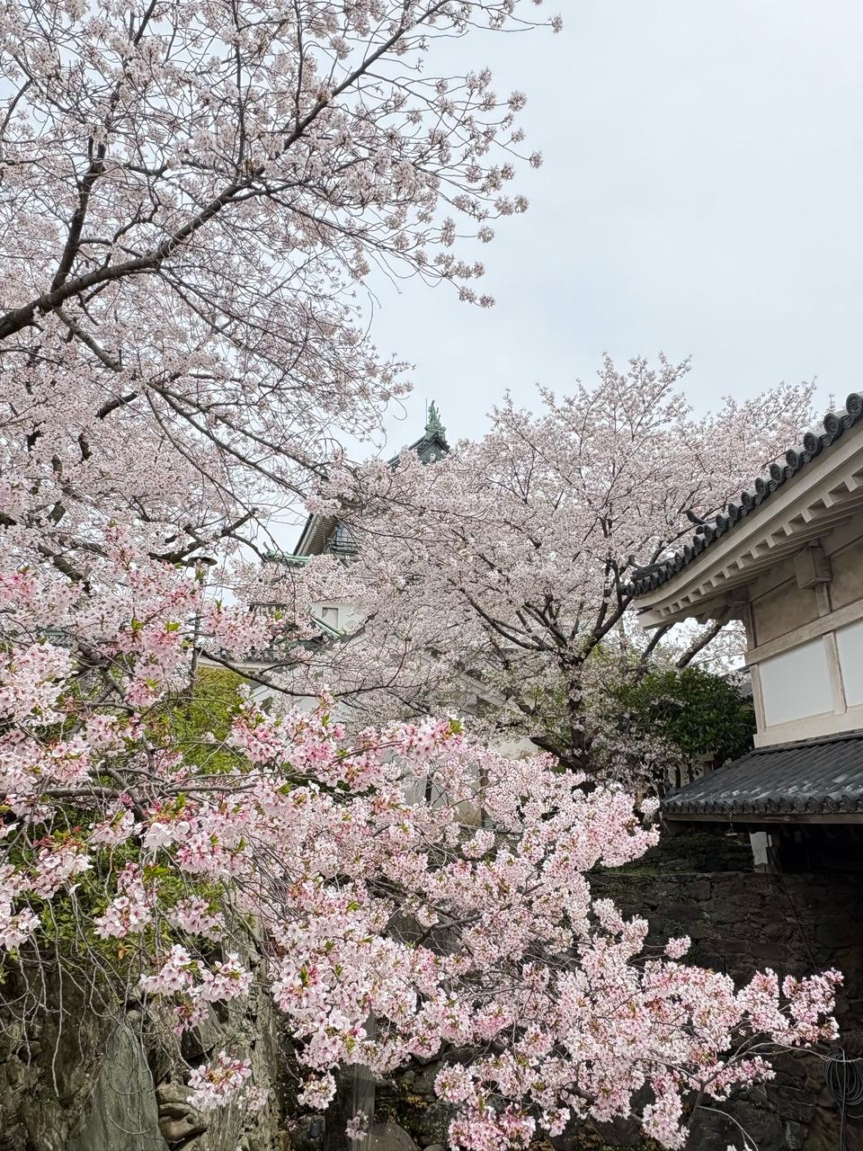 西〜東日本は桜ラストスパート 注目の空の写真 ウェザーニュース