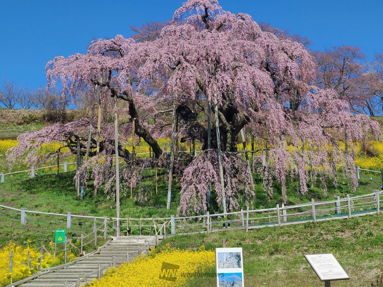 滝桜　本日午前中...