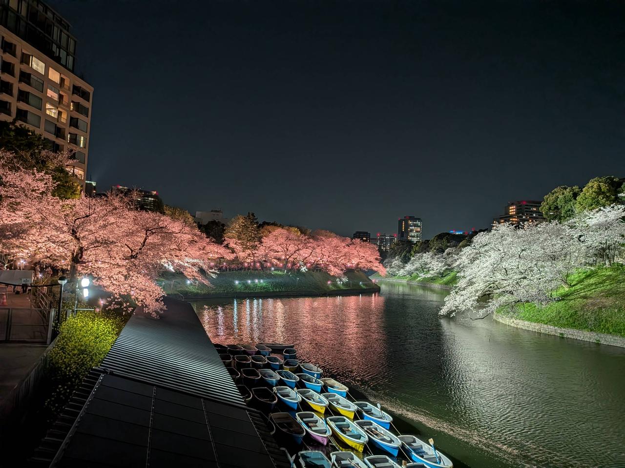 千鳥ヶ淵緑道ライト...