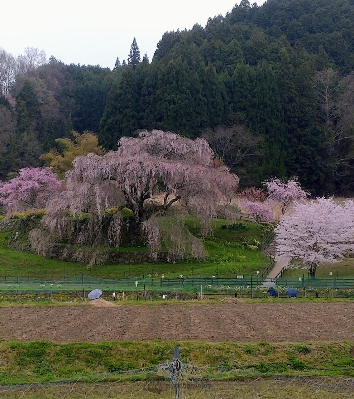 今日の又兵衛桜　...