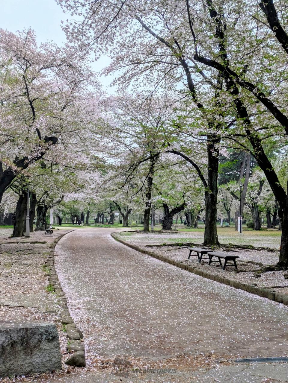 かなり散ってます🌸...