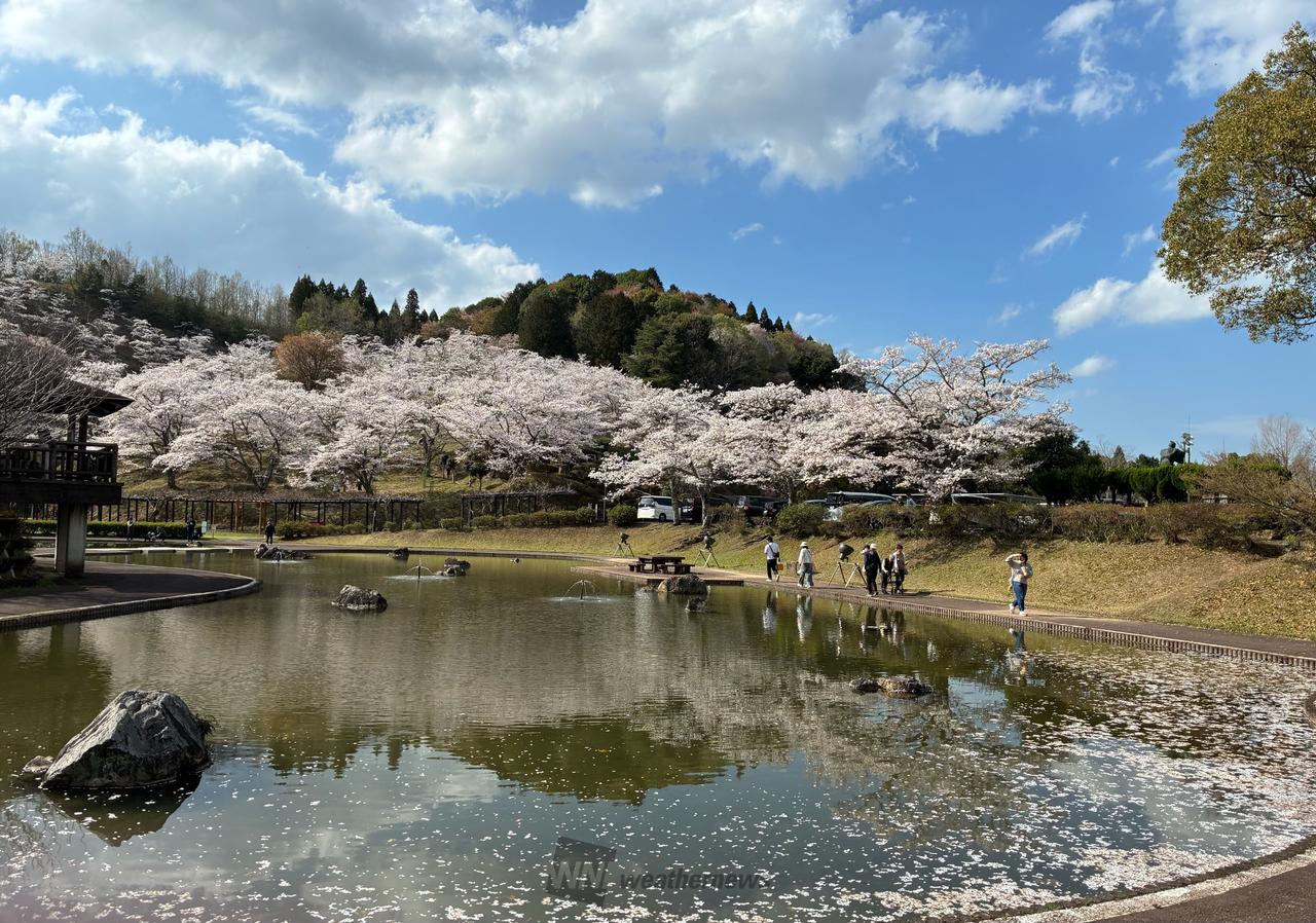 お花見日和でした🌸