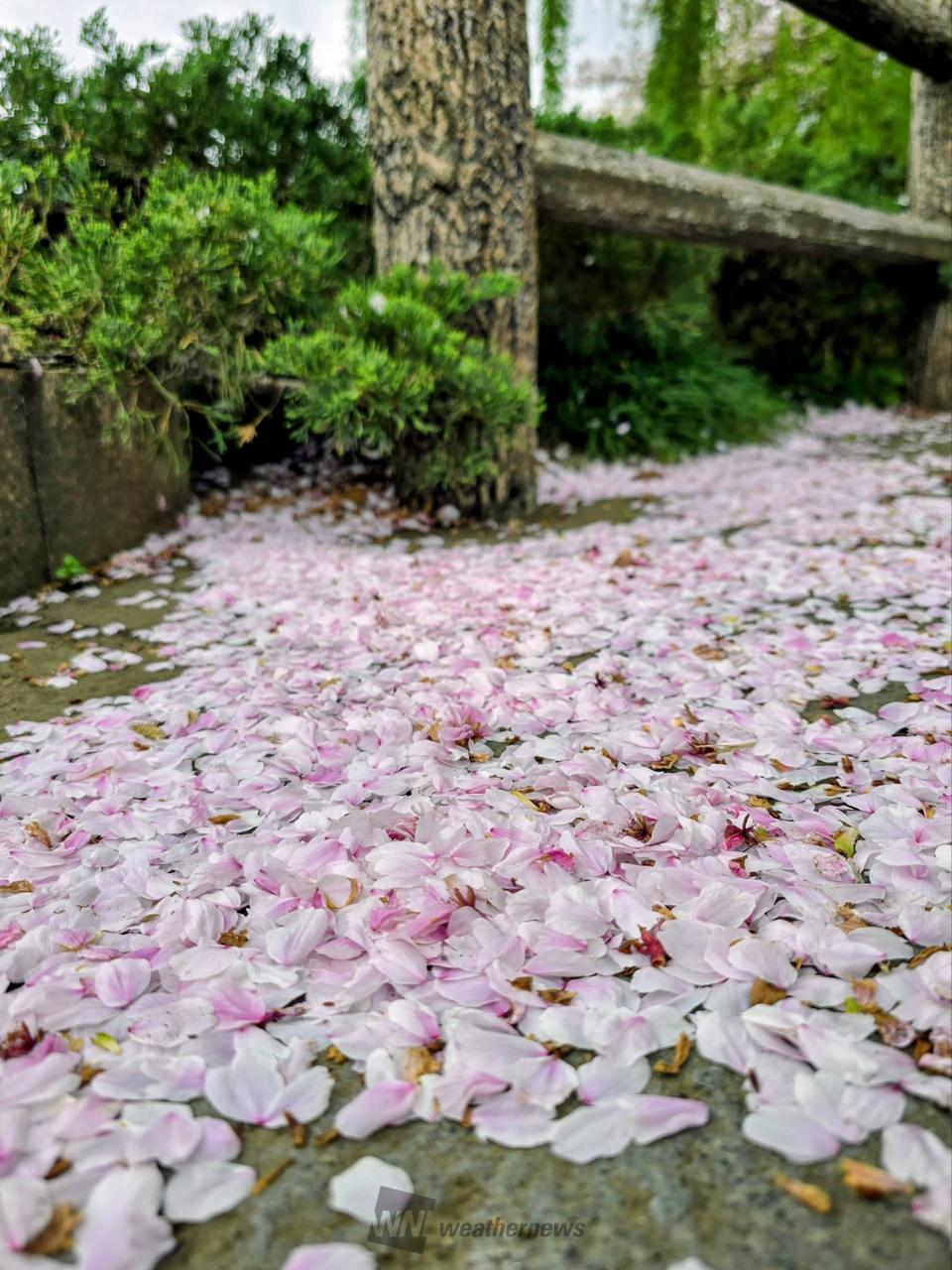 桜の絨毯 注目の空の写真 ウェザーニュース