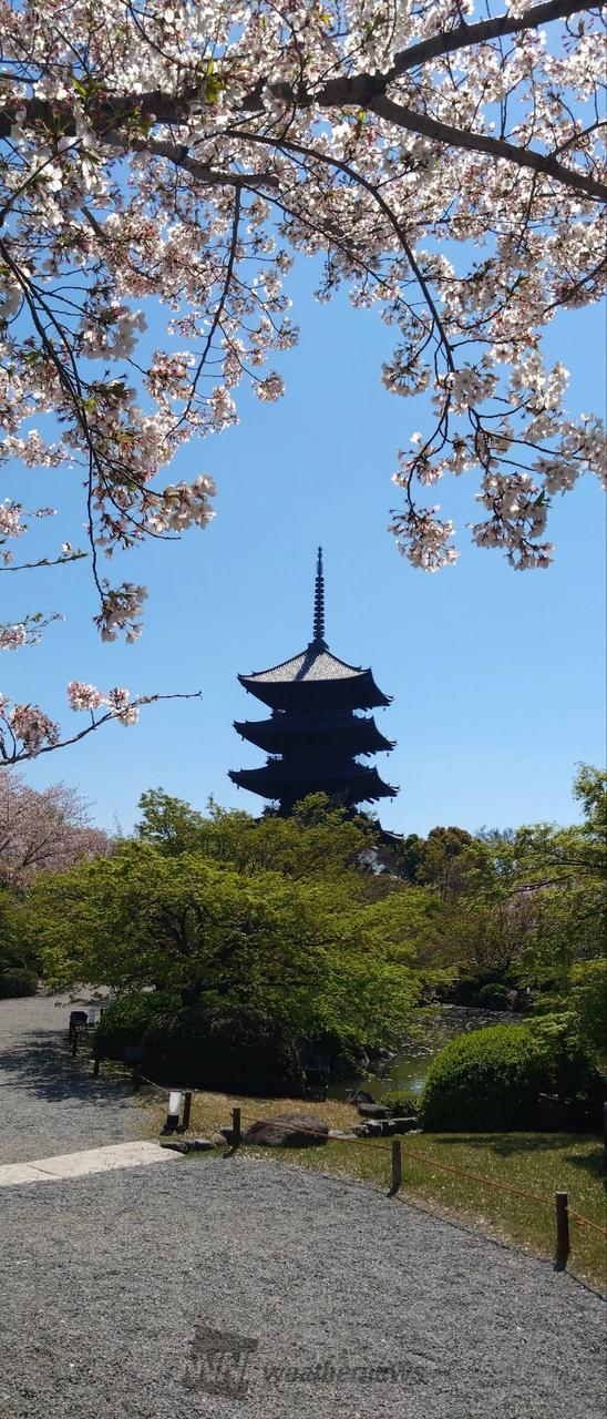 東寺の桜です。かな...