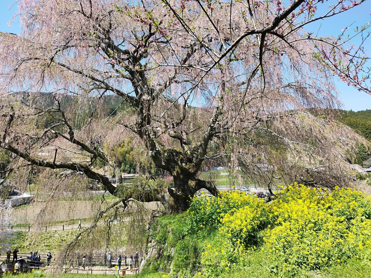 お花見リポート