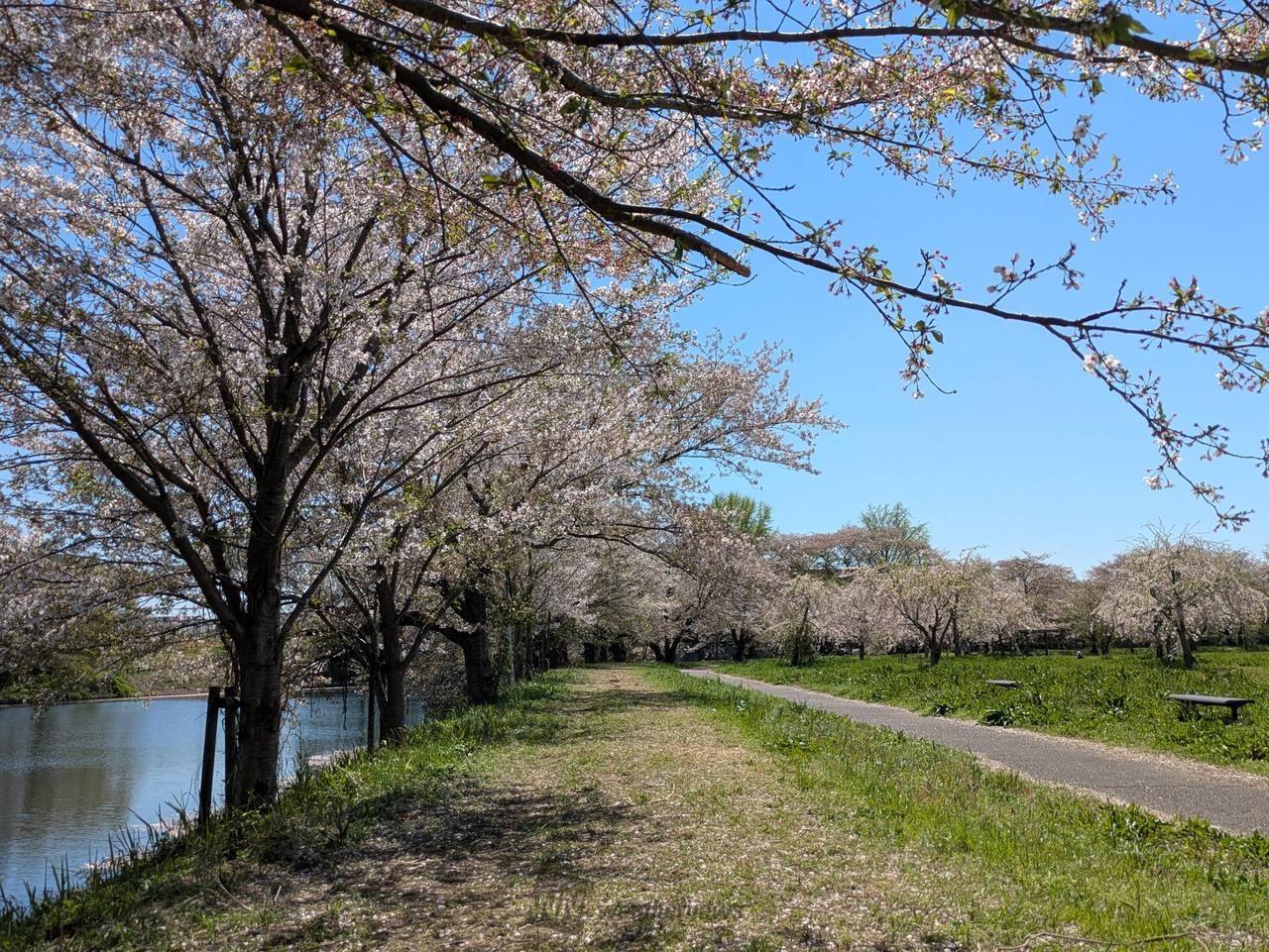 茨城県福岡堰の桜並...