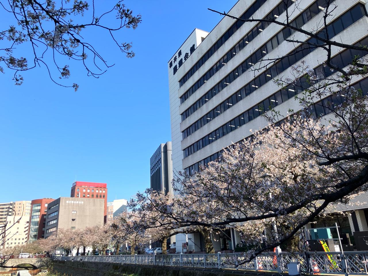 お花見リポート