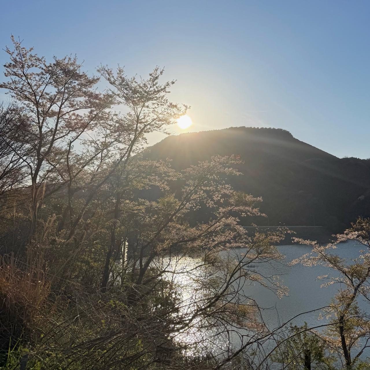 半分散ってる