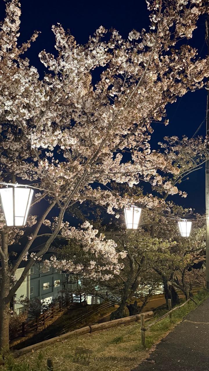 初めての夜桜🌸寒か...