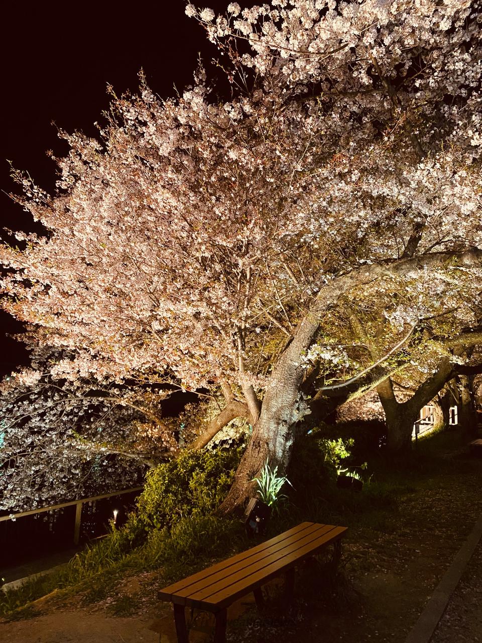 夜桜ライトアップ見...