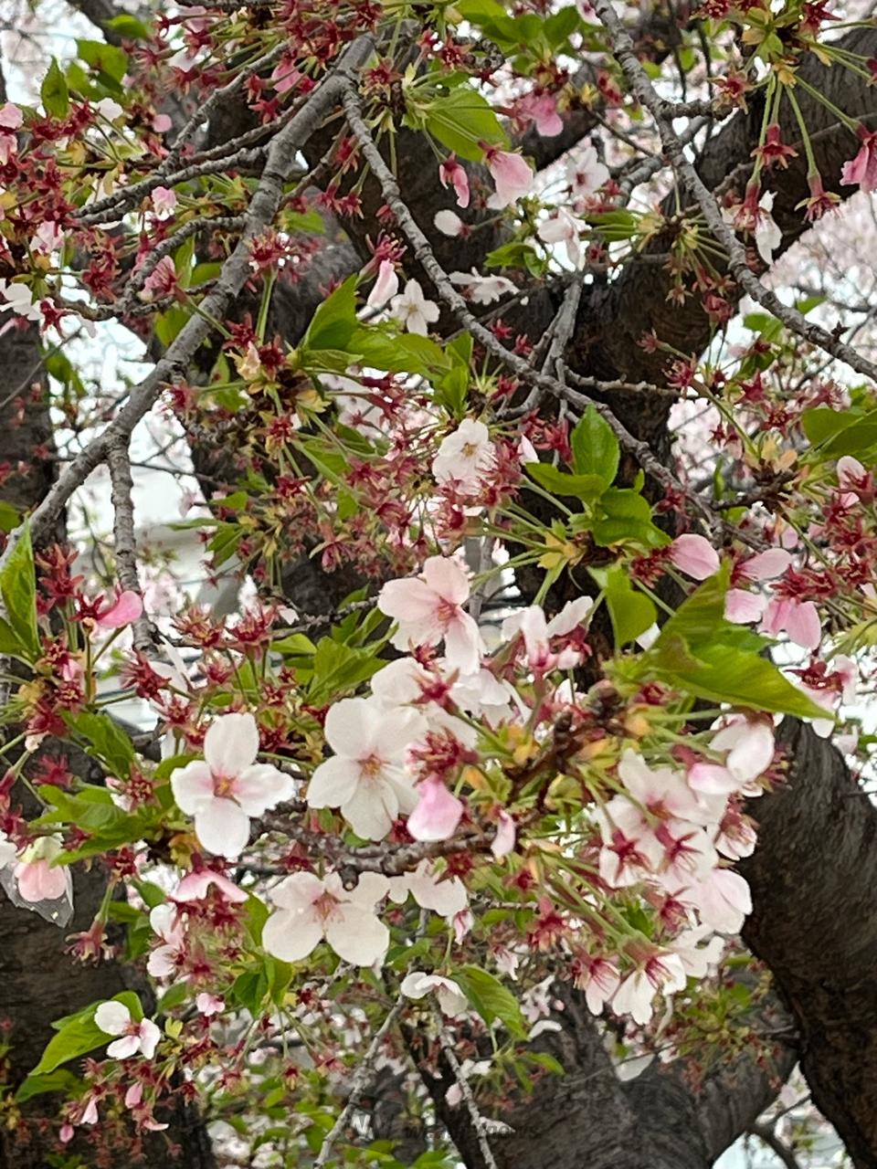 マイ桜🌸ちゃんの木...