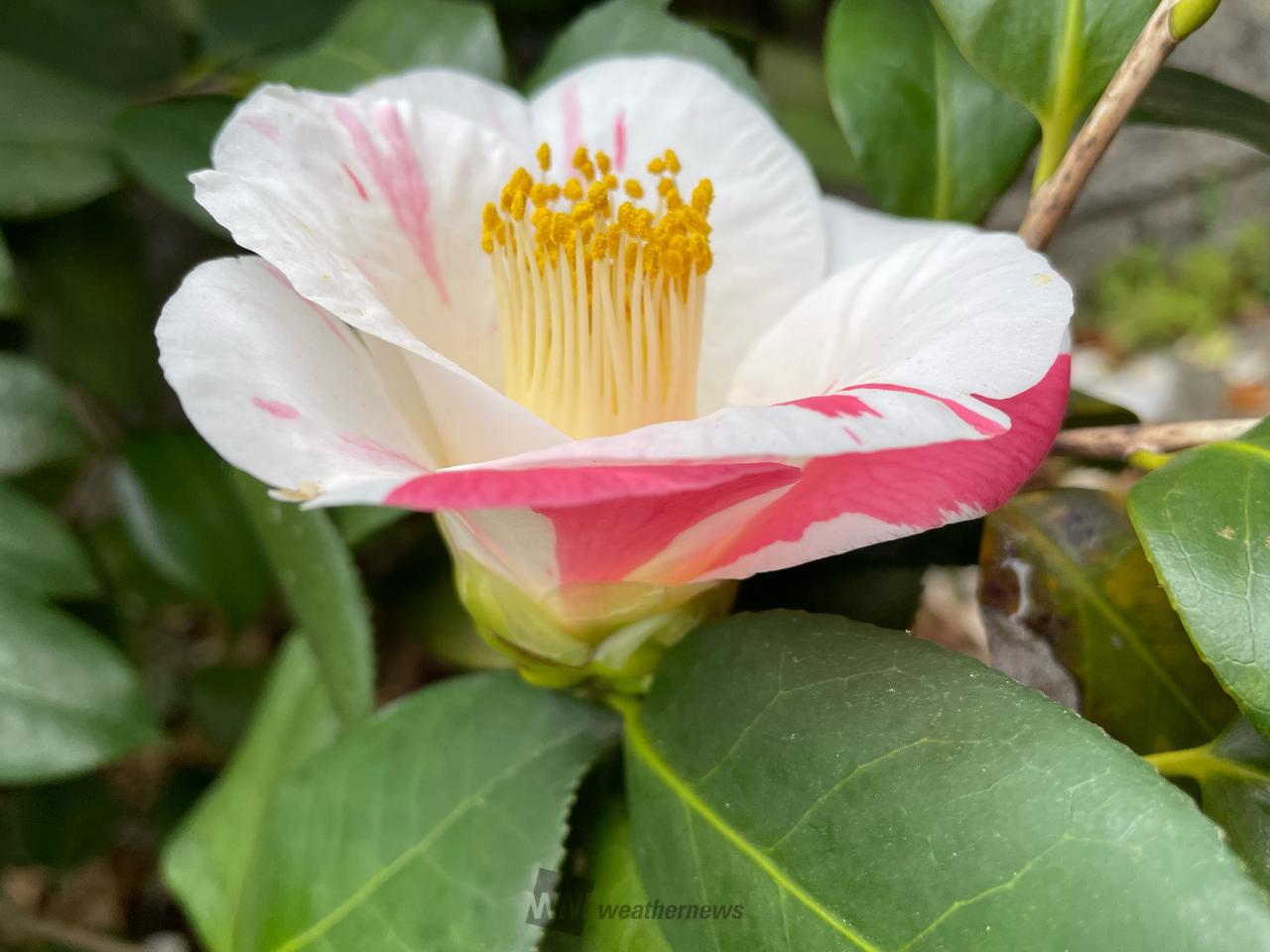 今年の椿赤の出現...