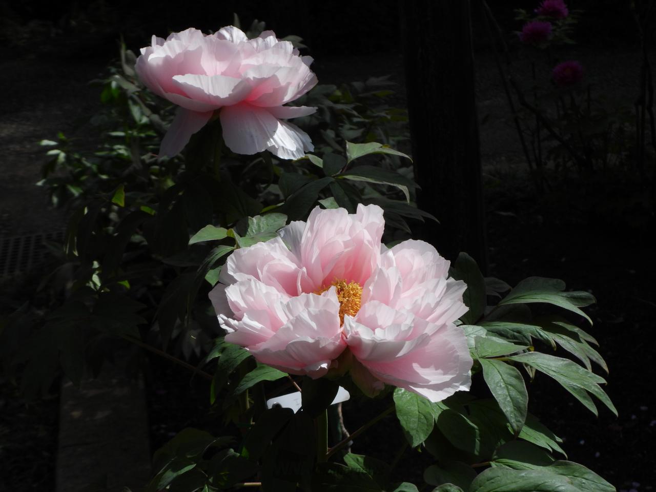 今年の牡丹は　　...