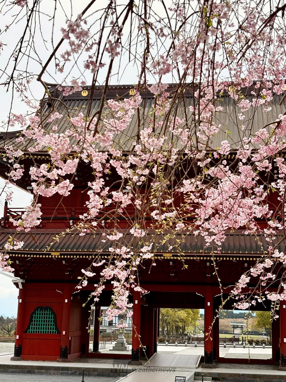 大石寺山門と枝垂...
