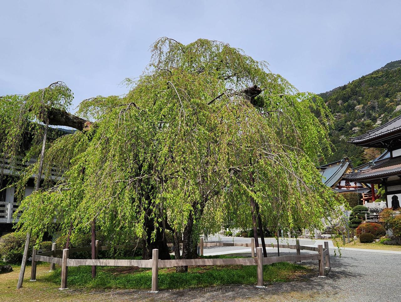 身延山久遠寺枝垂...